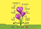 زعفران ; طلای سرخ شگفت با خواص شگفت انگیز و ملاحظاتی مهم