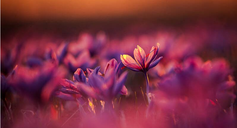 زعفران ; طلای سرخ ایران  (بررسی جامع جغرافیای تولید , کیفیت  و  بازار جهانی )